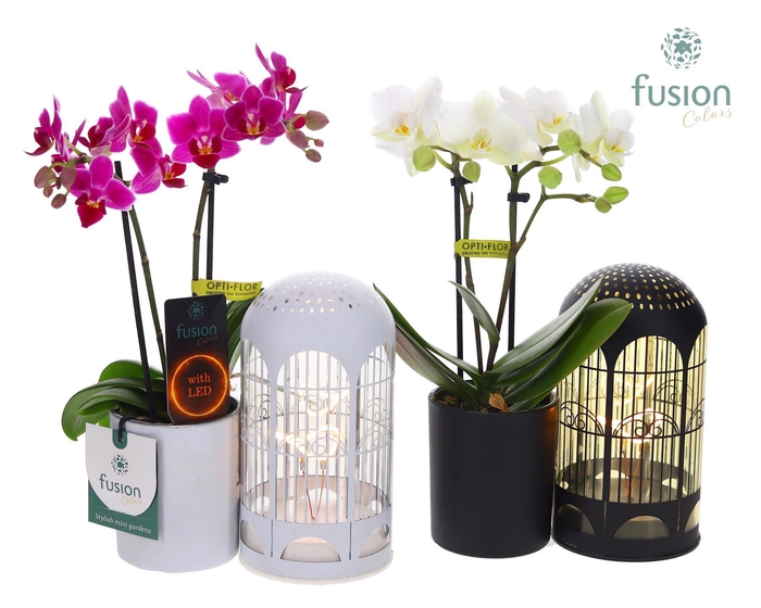<h4>LED Lichtbal Vogels glazen planter met Phalaenopsis</h4>