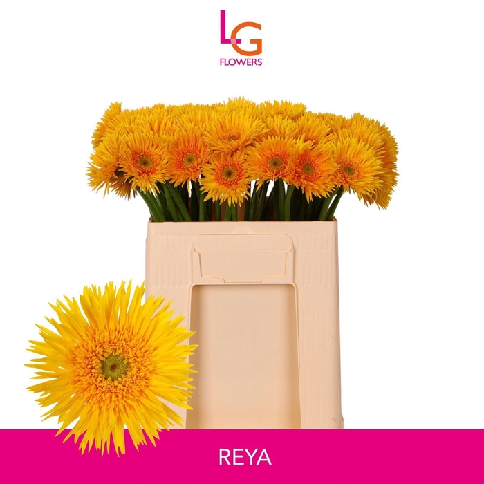 <h4>GERMINI PUNKI REYA</h4>