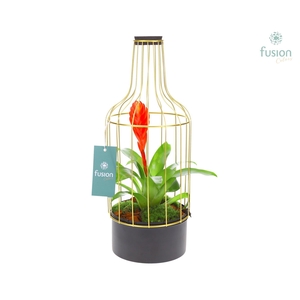 Metaal fles goudzwart Medium met Bromelia
