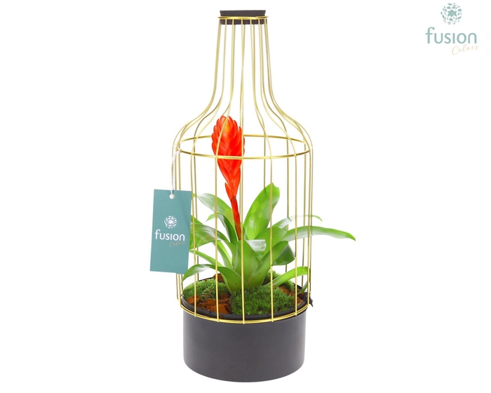 <h4>Metaal fles goudzwart Medium met Bromelia</h4>