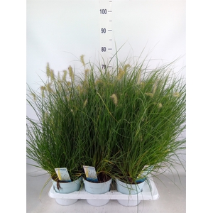 Pennisetum alopec. 'Little Hameln'