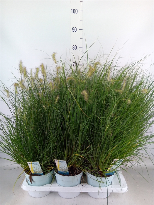 <h4>Pennisetum alopec. 'Little Hameln'</h4>