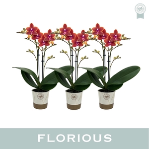 No9 Phalanopsis 2 Tak Oranje