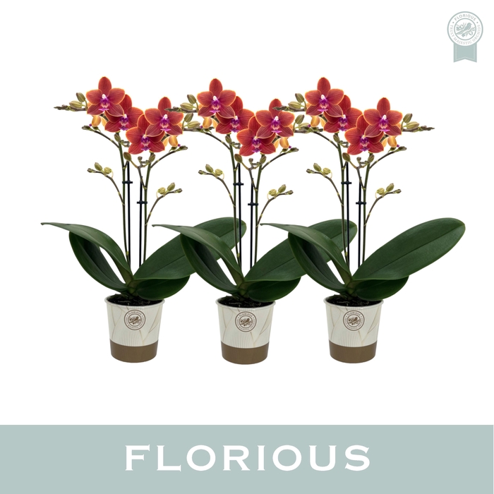 <h4>No9 Phalanopsis 2 Tak Oranje</h4>