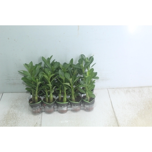 ROSA DO DESERTO P06 SEM FLOR