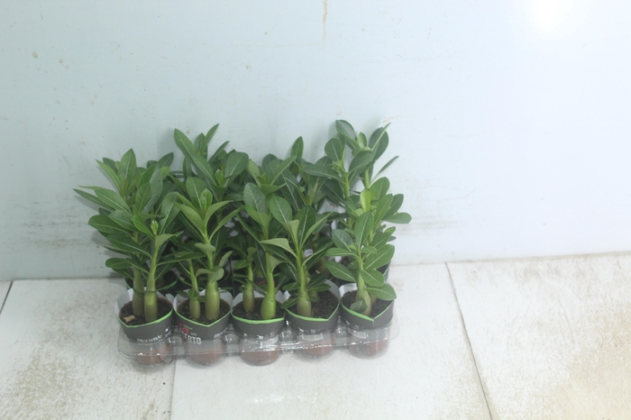 <h4>ROSA DO DESERTO P06 SEM FLOR</h4>