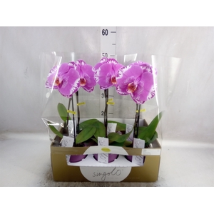 Phalaenopsis   ...