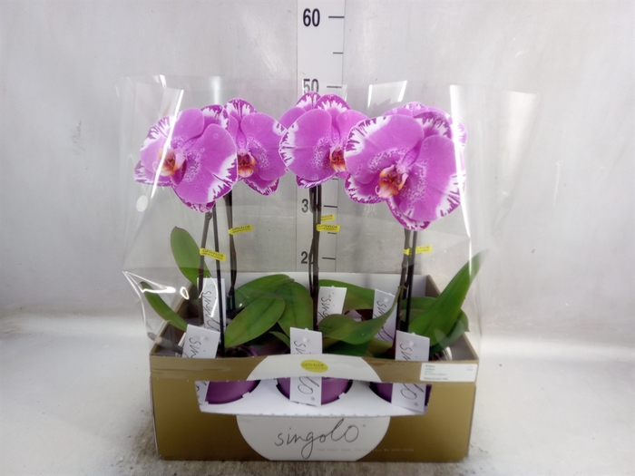 <h4>Phalaenopsis   ...</h4>