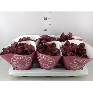 Begonia BD 'Kohala Red'