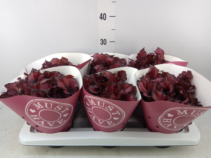 <h4>Begonia BD 'Kohala Red'</h4>