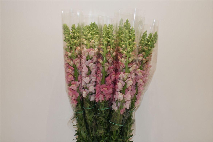 <h4>Antir Overig Pink</h4>