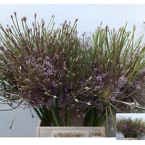 ALLIUM SCHUBERTII