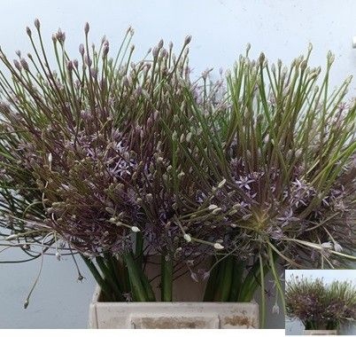 <h4>ALLIUM SCHUBERTII</h4>