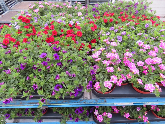 <h4>PET MINIFAMOUS MIXK</h4>