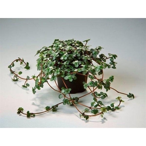 Pilea glaucophylla 'Greyzy'