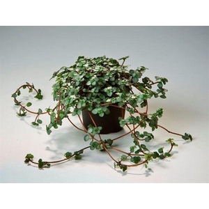 Pilea glaucophylla 'Greyzy'