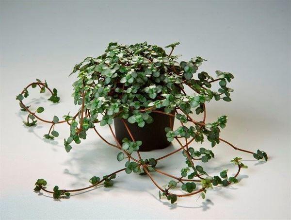 <h4>Pilea glaucophylla 'Greyzy'</h4>