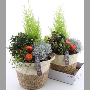 ARR TUINPLANTEN