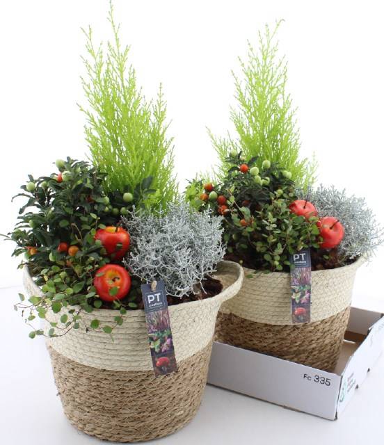 <h4>ARR TUINPLANTEN</h4>