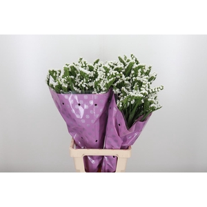 Limon S Silver Sun Birds White