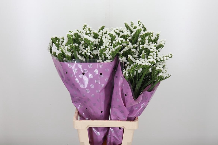 <h4>Limon S Silver Sun Birds White</h4>