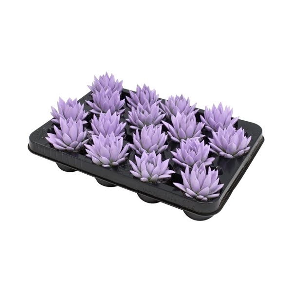 <h4>Echeveria coloured pastel purple</h4>