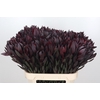 Leucadendron Saf Sunset Dark R.