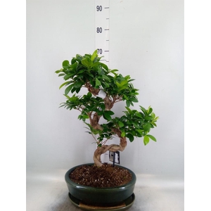 Ficus microcarpa 'Ginseng'