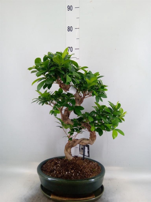 <h4>Ficus microcarpa 'Ginseng'</h4>