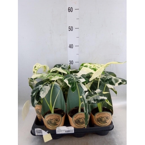 Alocasia   ...