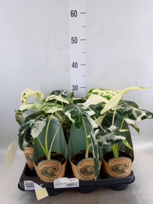 <h4>Alocasia   ...</h4>