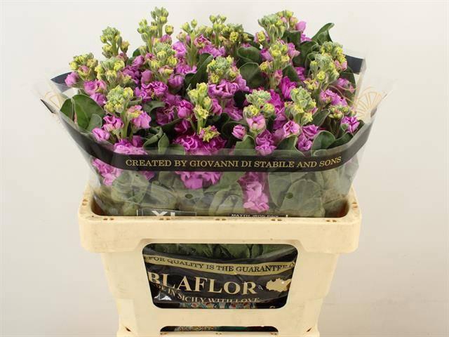 <h4>MATTH IRON PINK</h4>