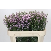 Aster Baby Pink Pearl
