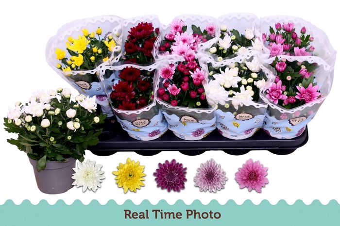 <h4>CHRYS GEVULDBL GEM</h4>