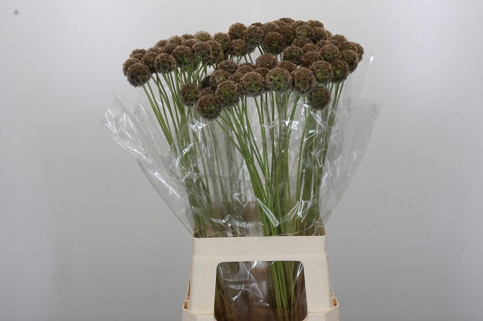 <h4>Scabiosa Stellata</h4>