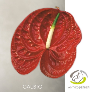 ANTH A CALISTO 24 13cm