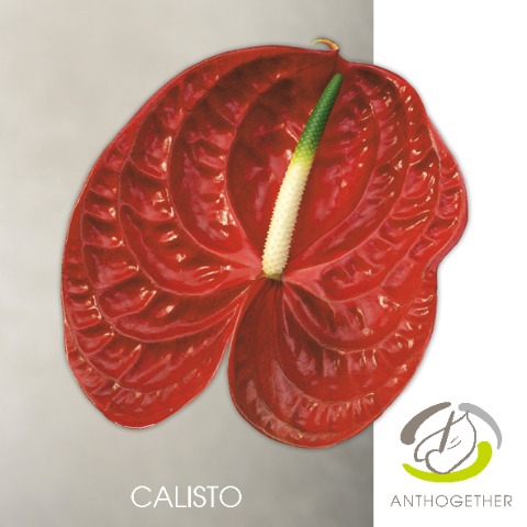 <h4>ANTH A CALISTO 24 13cm</h4>