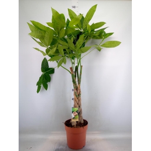 Pachira aquatica