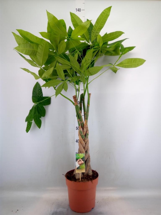 <h4>Pachira aquatica</h4>