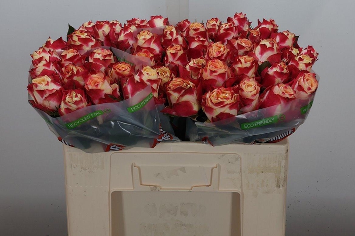 <h4>R Gr Chapeau</h4>