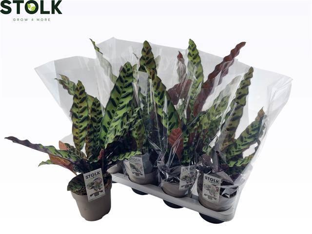 <h4>CALAT LANCIFOLIA</h4>