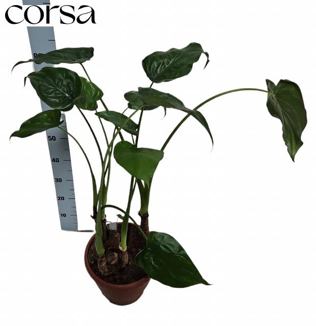 <h4>ALOC CUCULLATA</h4>