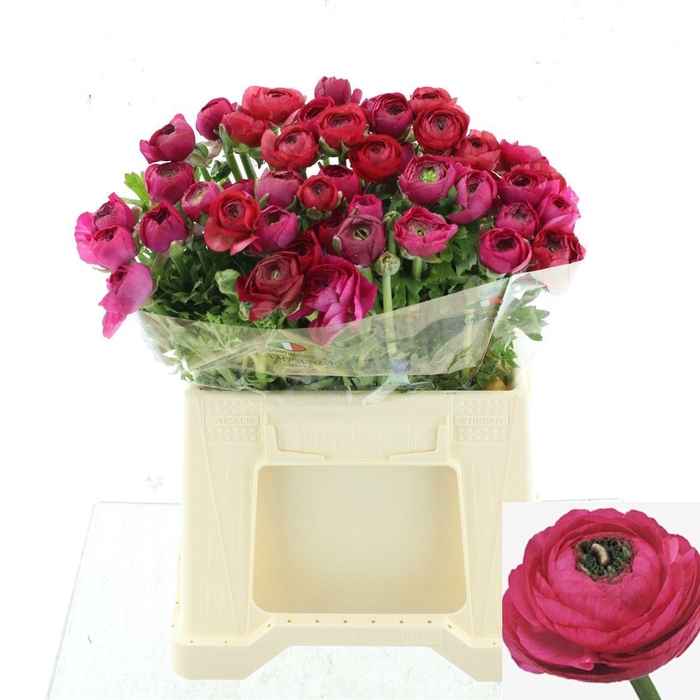 <h4>RAN EL HOT PINK</h4>