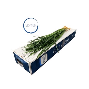 LILLYGRASS 80CM