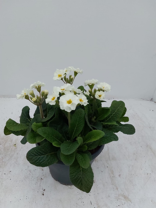 <h4>Primula elat. 'Sibel Weiss'</h4>