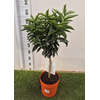 Citrus reticulata