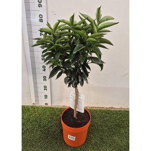 Citrus reticulata