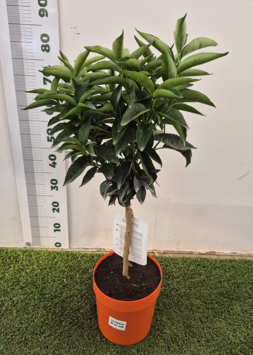 <h4>Citrus reticulata</h4>