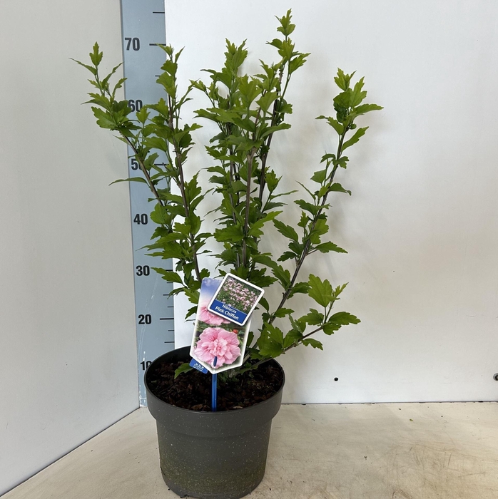 <h4>Hibiscus syriacus</h4>