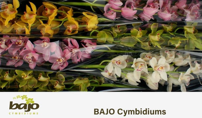 <h4>CYMB T GEM</h4>